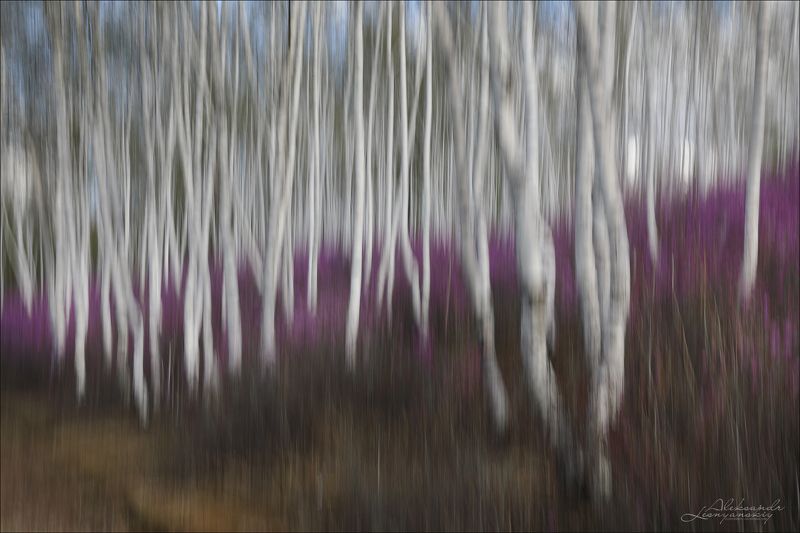 Забайкалье Багульник Цветение забайкальского багульника фото превью