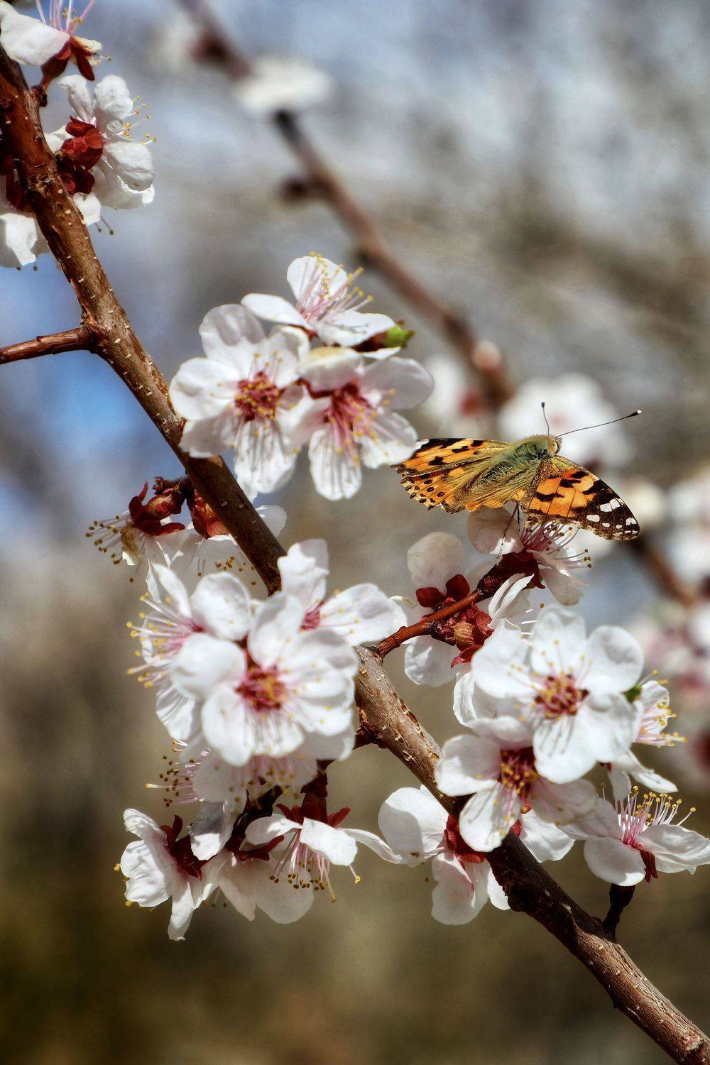 , Швец Павел