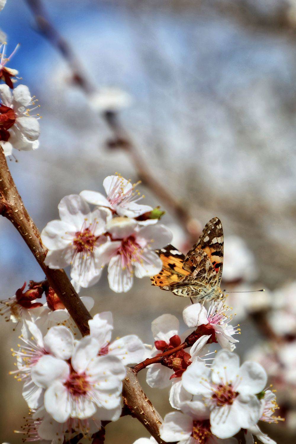 , Швец Павел