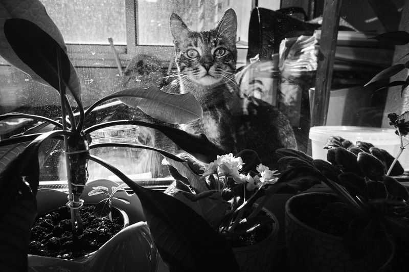 *** фото превью