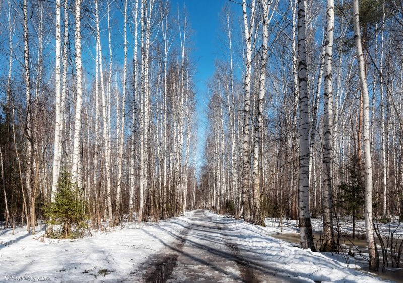 березовая роща, природа, лес, парк, тропинка, аллея, март, весна, роща, балатовский лес, черняевский лес, пермь Весенняя березовая роща фото превью