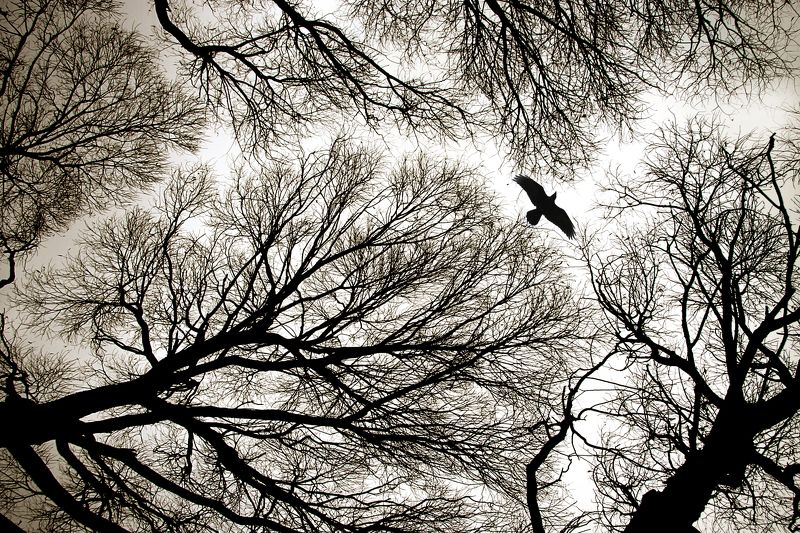 графика осени фото превью