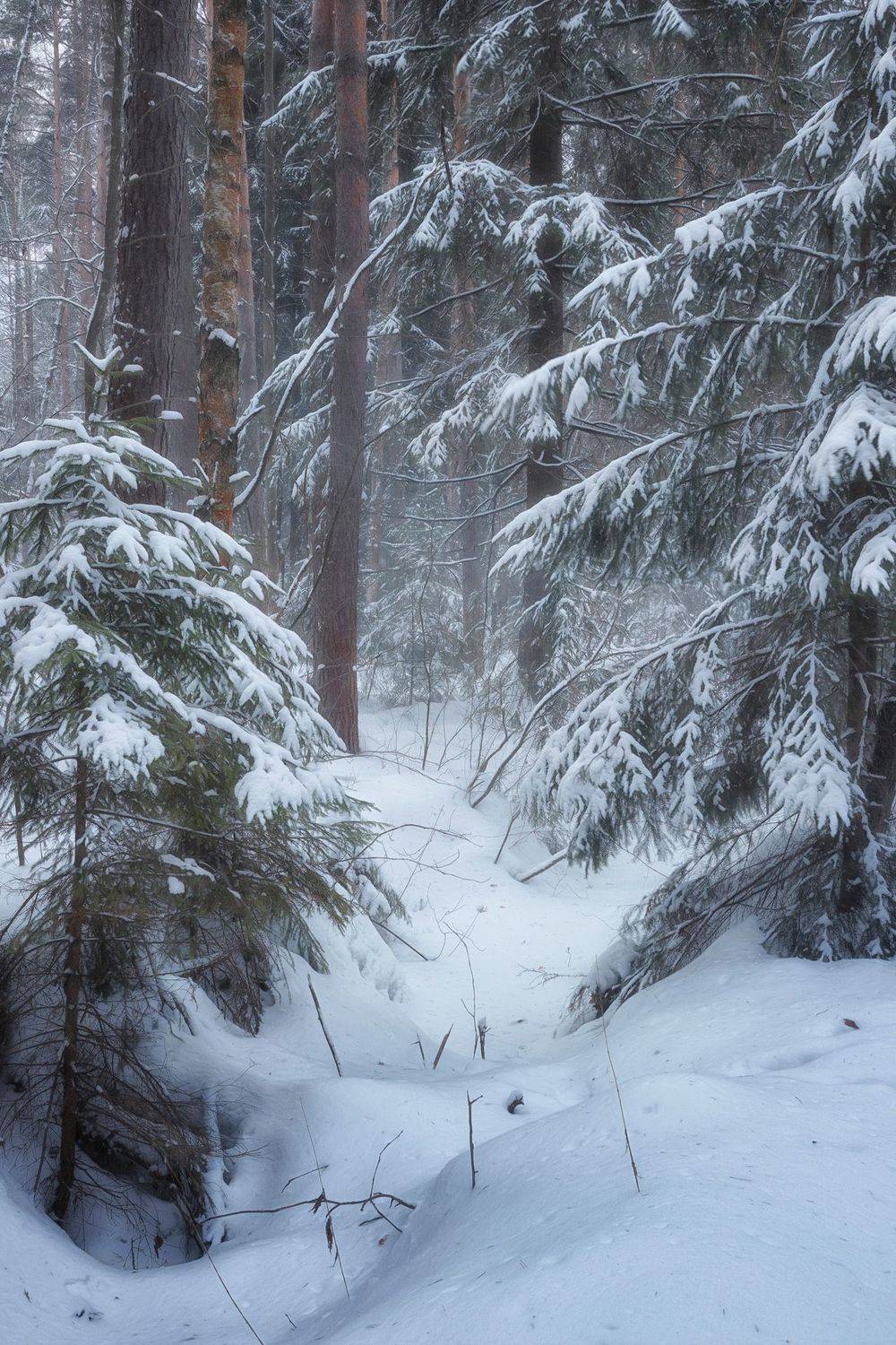 лес, зима, снег, деревья, пейзаж, Валерий Вождаев