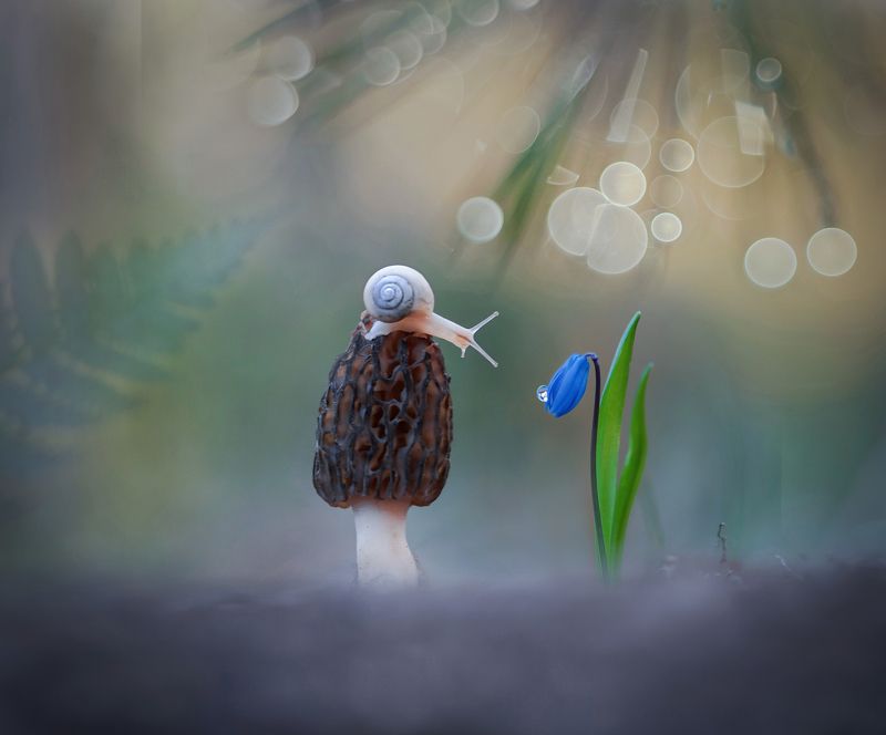 улитка, закат, сморчок, макро, макрокрасота Притяжение фото превью