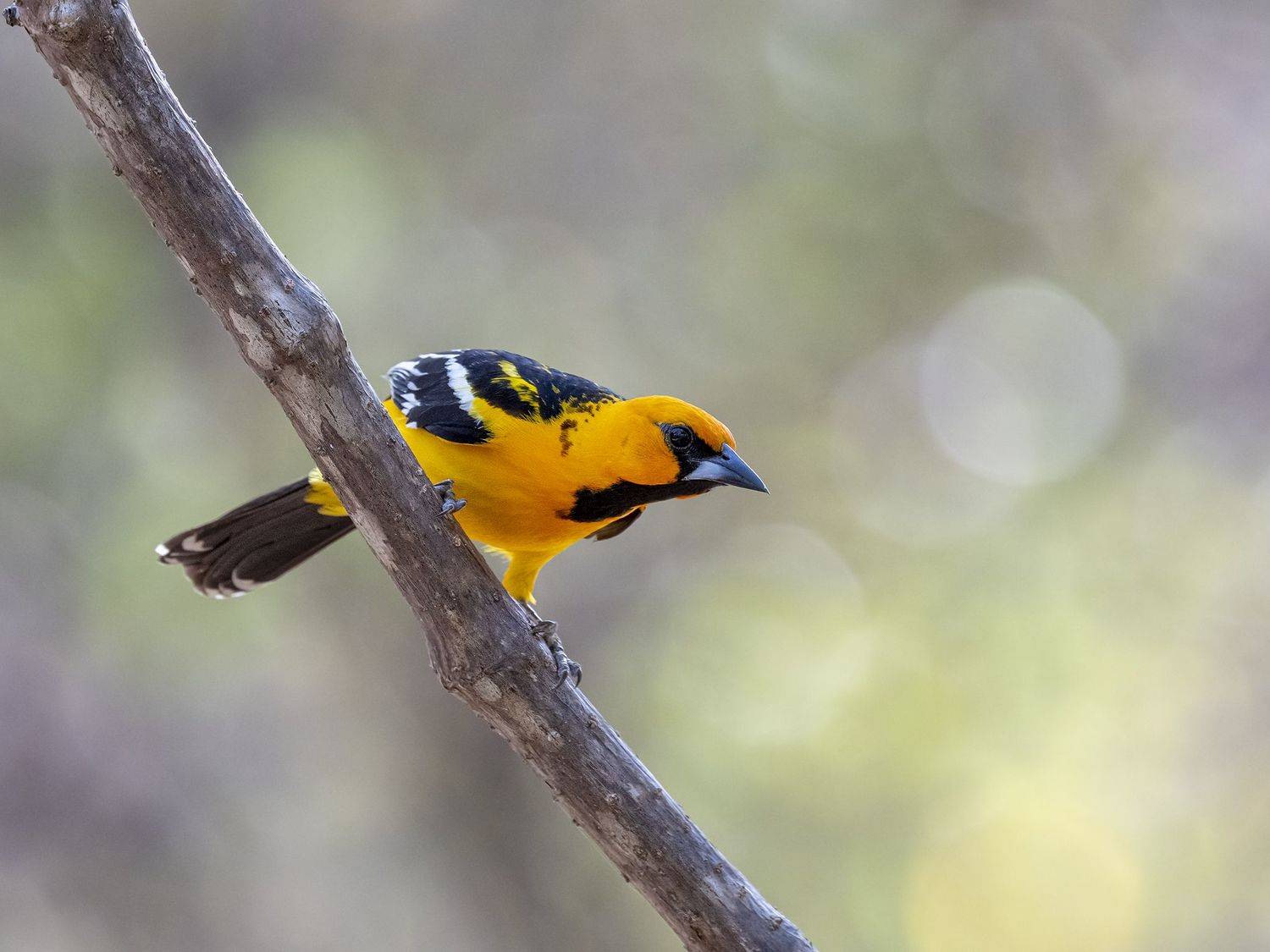 , Burgalin Sequeira Fernando