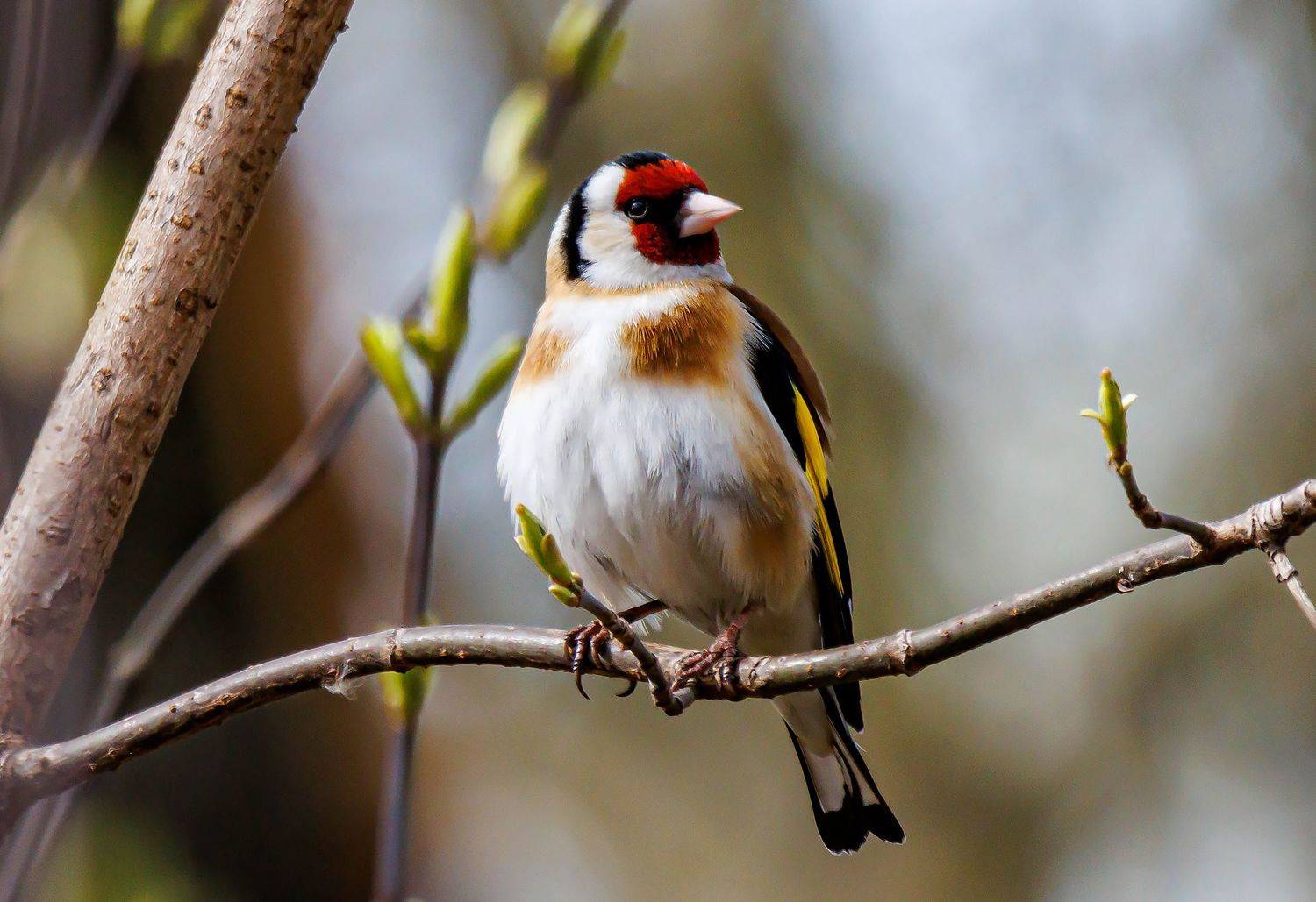 , Виктор Волынский