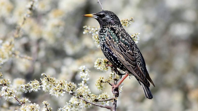 Обыкновенный скворец фото превью
