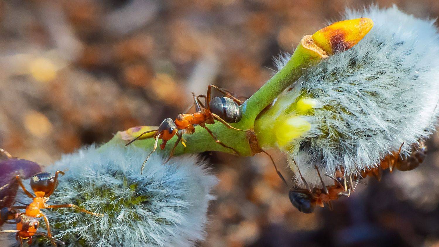 апрель, макро, муравьи,, Николай Бологов