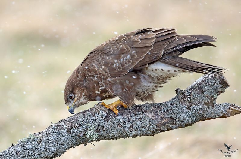Чистим клюв. фото превью