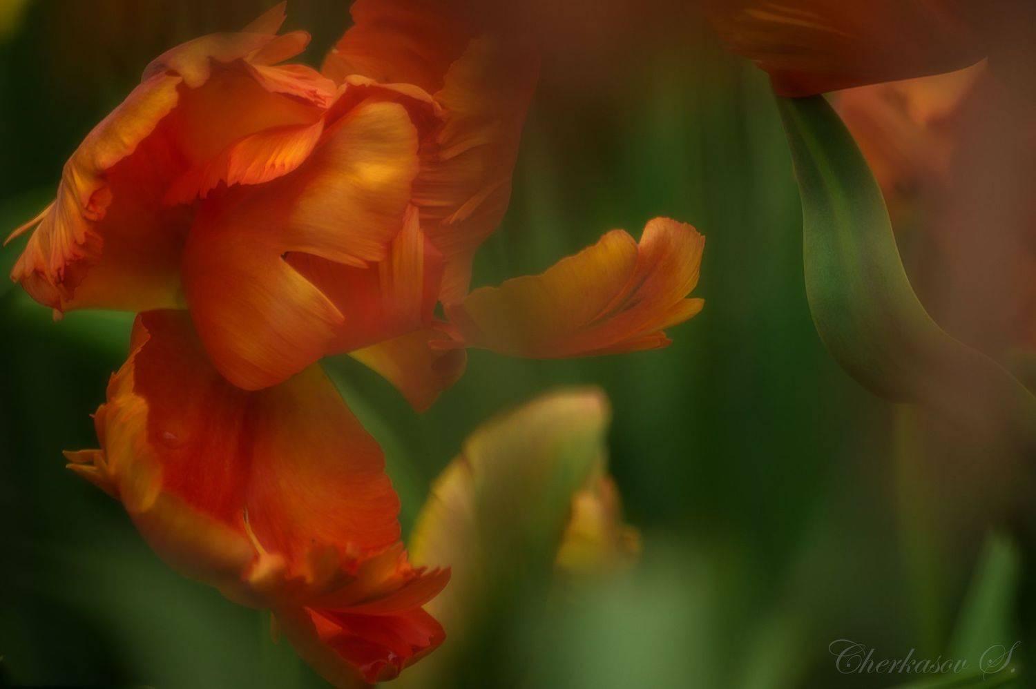 крым, весна, цветы,, Черкасов Сергей