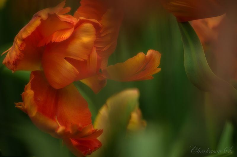 Жар-птица фото превью