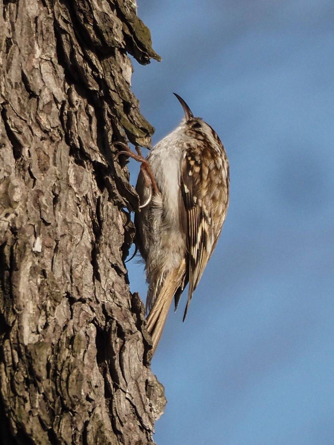 , Сергей Духанин