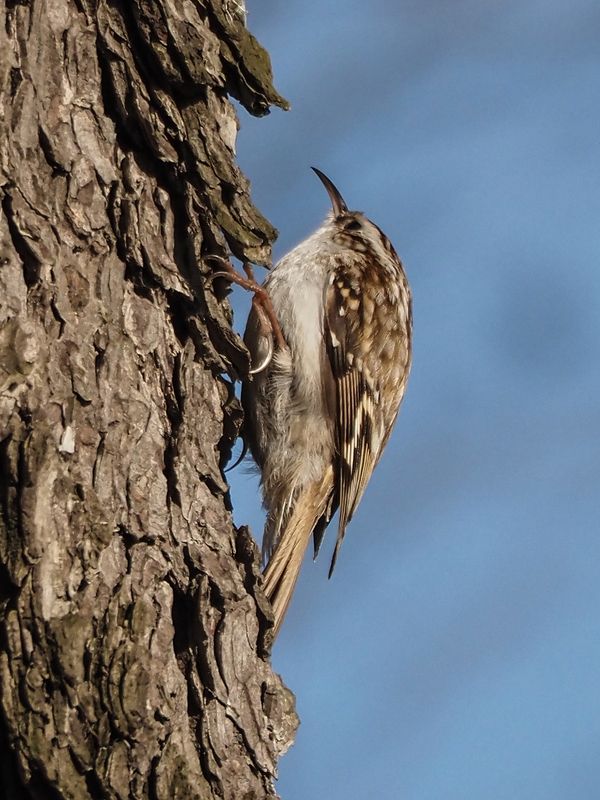 в поиске фото превью
