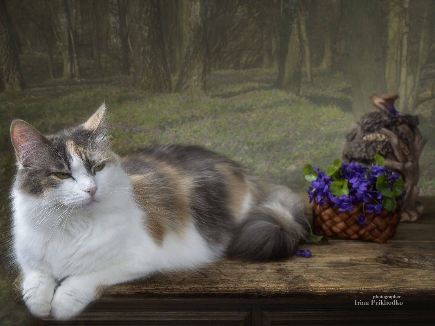 постановочное фото, кошка, портреты животных, весна, фиалки, Приходько Ирина