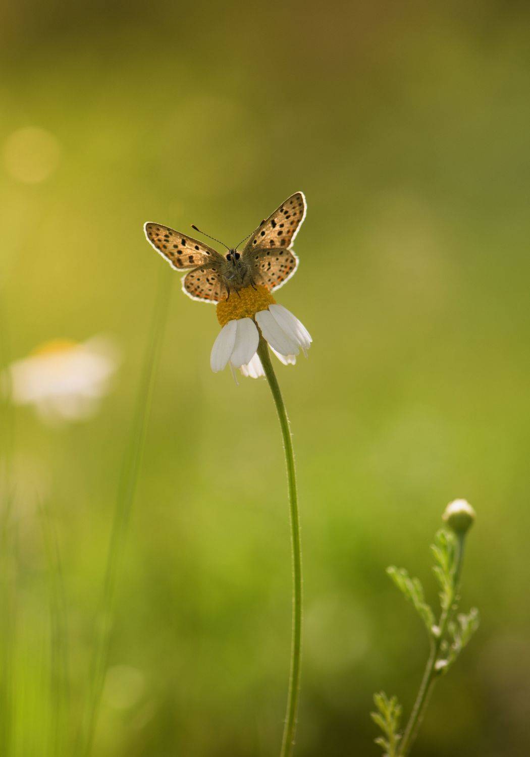 , Герчев Николай