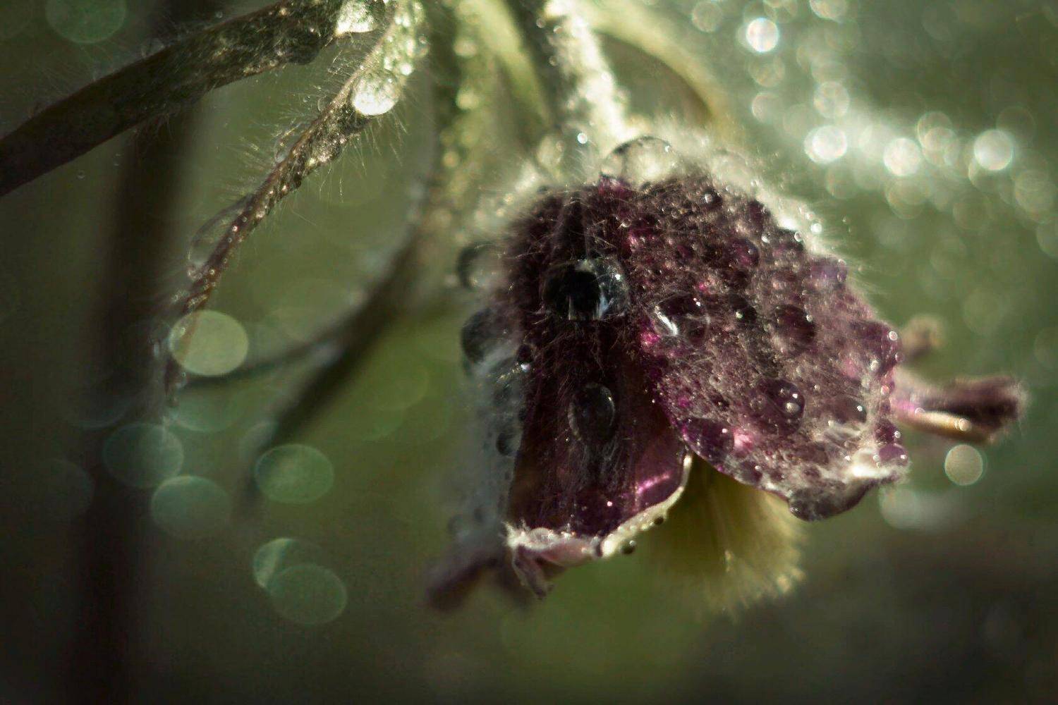 макро, прострел, весна, капли, Зимина Лионелла