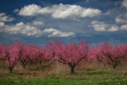 Цветение персиков