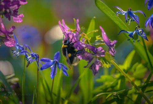 Утро цветов