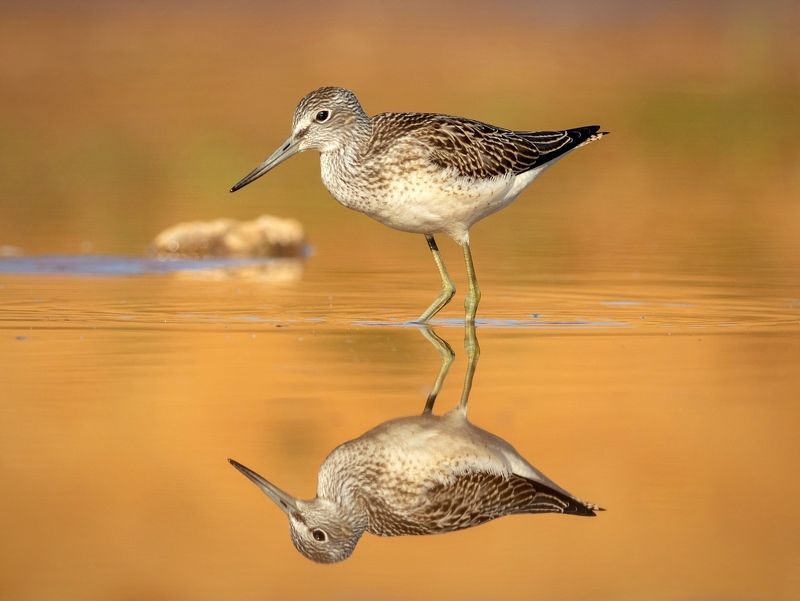 Большой улит фото превью