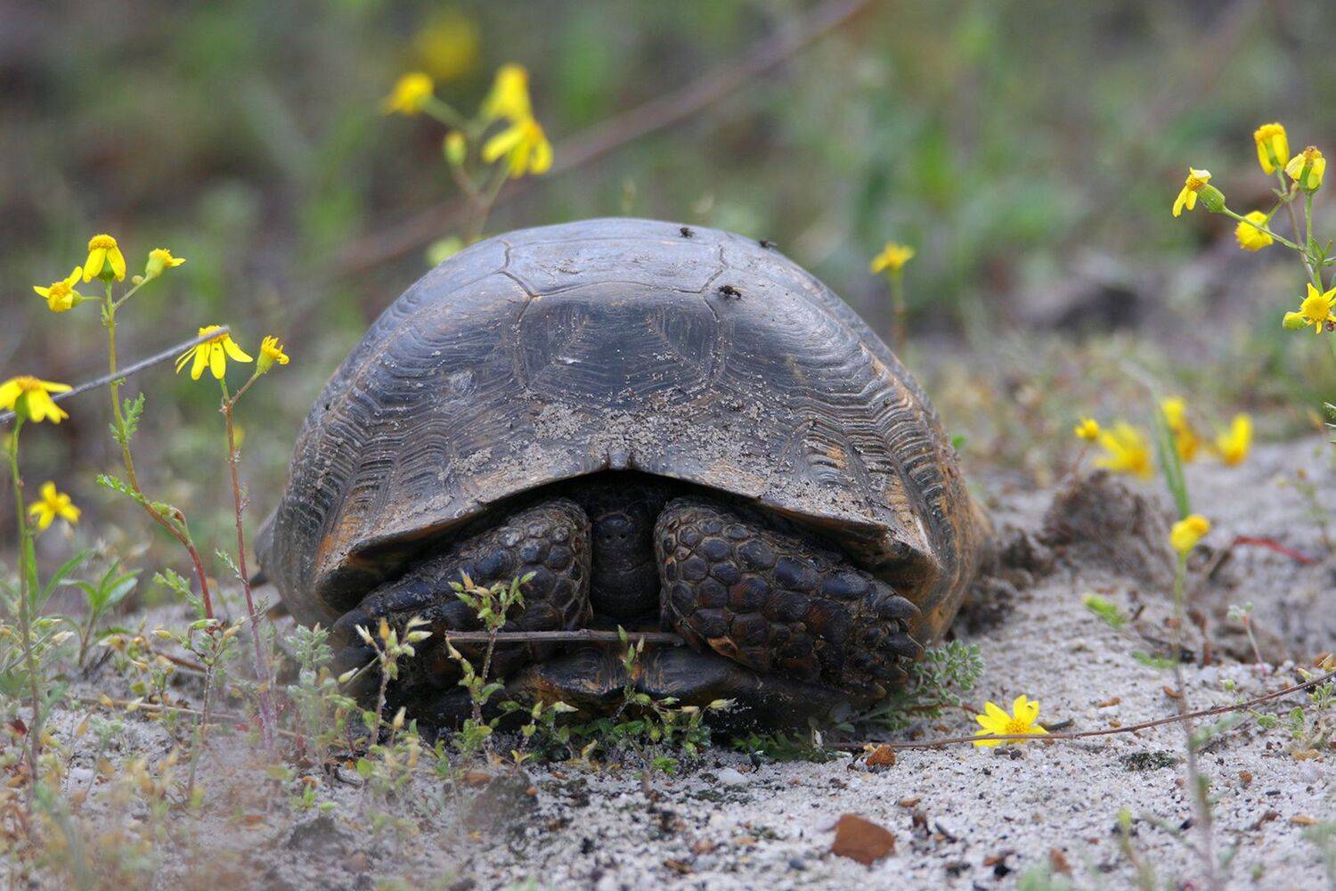 черепаха,средиземноморская,, Magov Marat