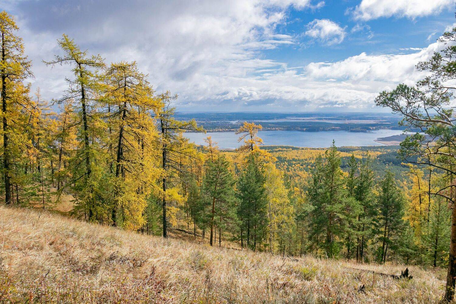 , Алексей Середенин
