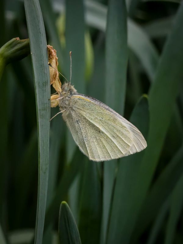 Весна пришла фото превью