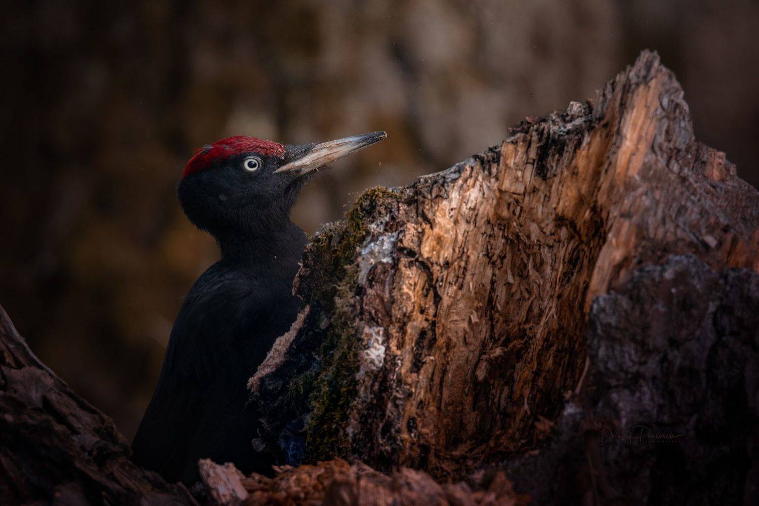 природа, лес, поля, огороды, животные, птицы, макро, Посевич Дмитрий