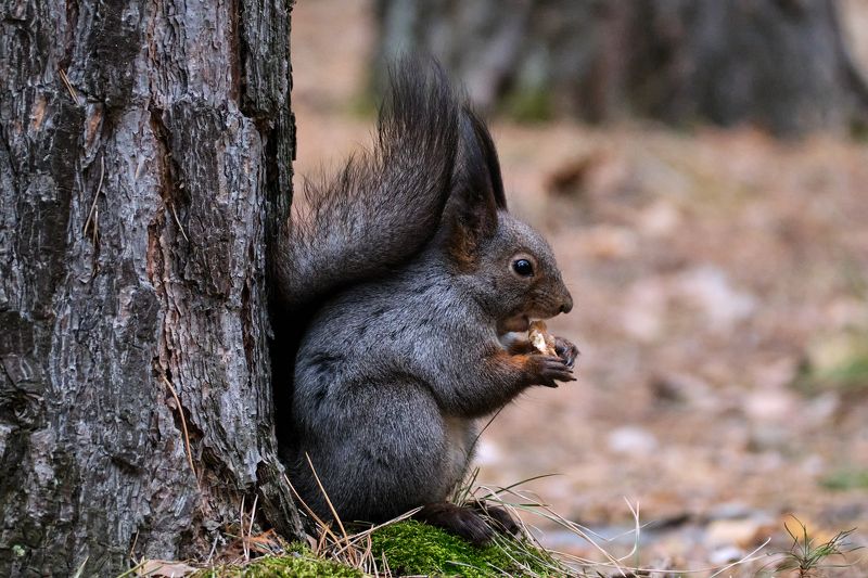 гремячая грива, белка, красноярск, белки Шикарная белка фото превью