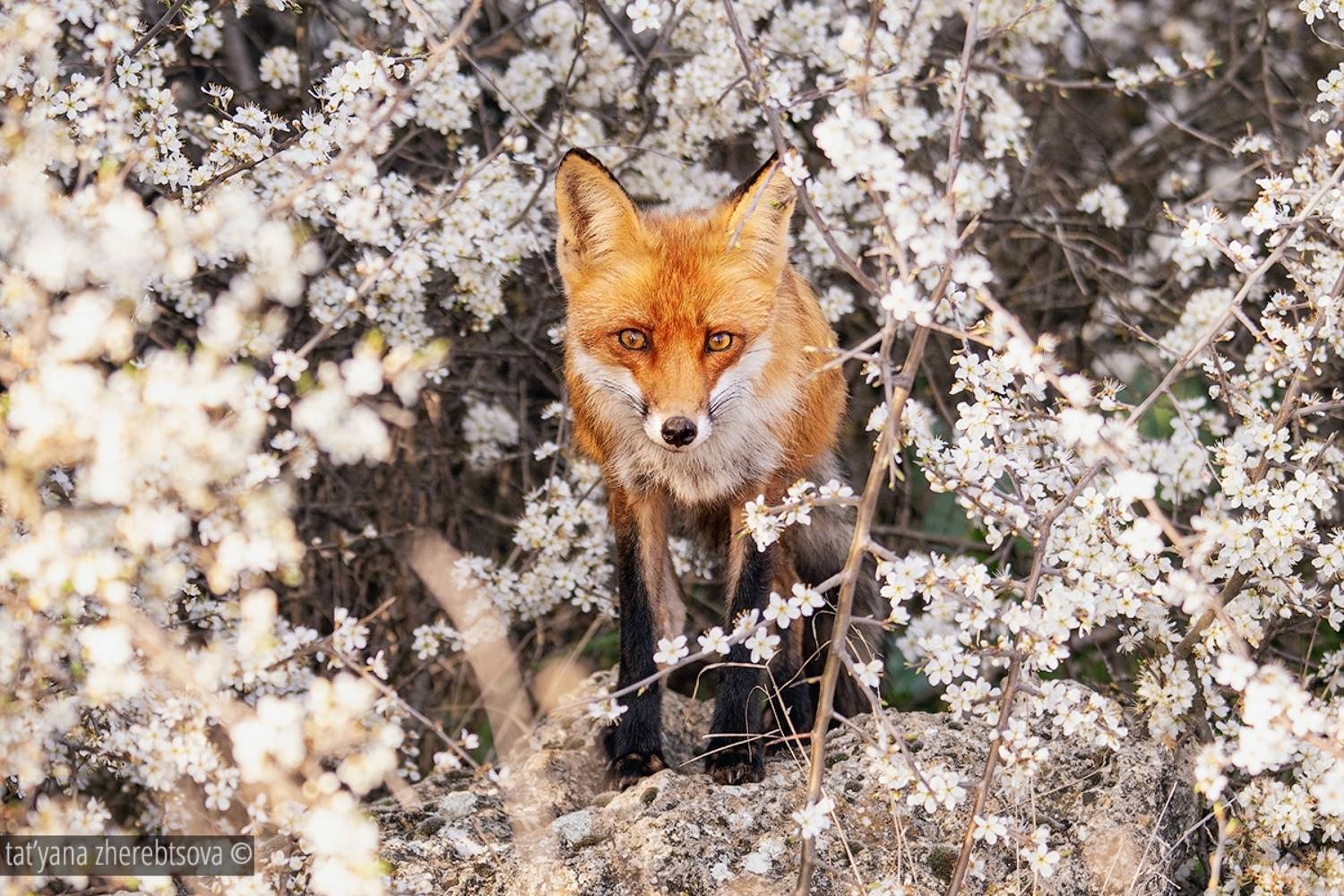 , Татьяна Жеребцова