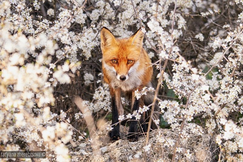 Лиса фото превью