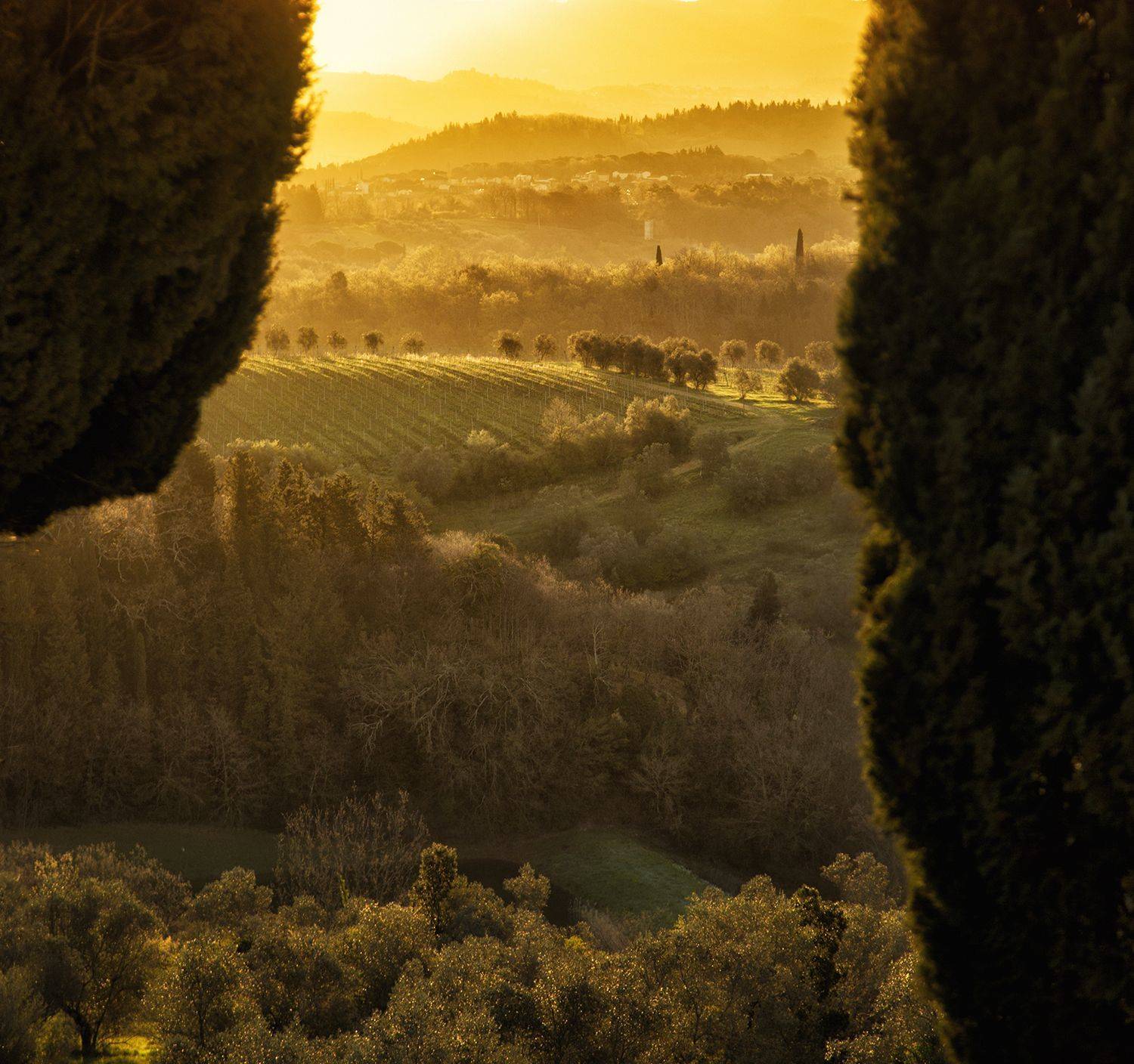 , Desislava Kuleshova