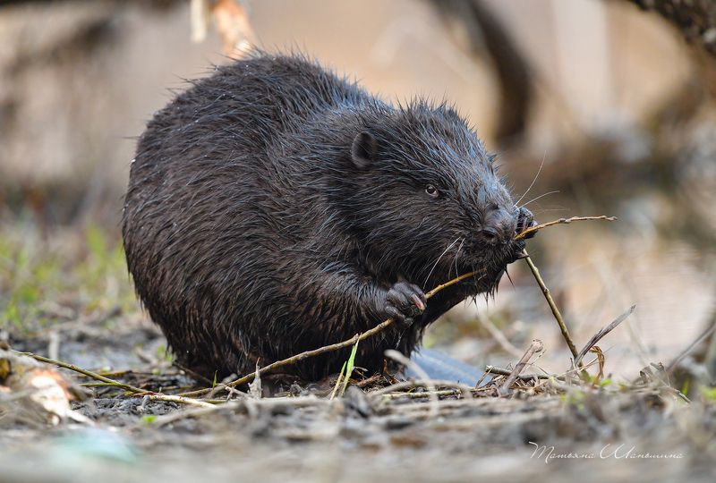 Вкусная веточка фото превью