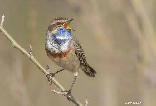Blue throat
