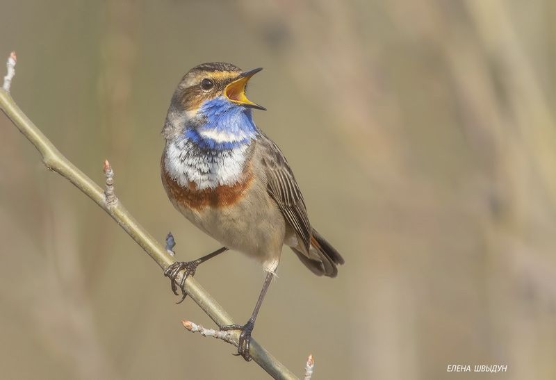 bird of prey, animal, birds, bird,  animal wildlife,  nature,  animals in the wild, blue throat, варакушка, птицы, птица Blue throat фото превью