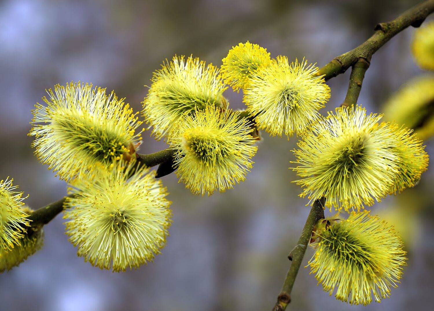 весна, цветы, верба, апрель, Борис Новиков