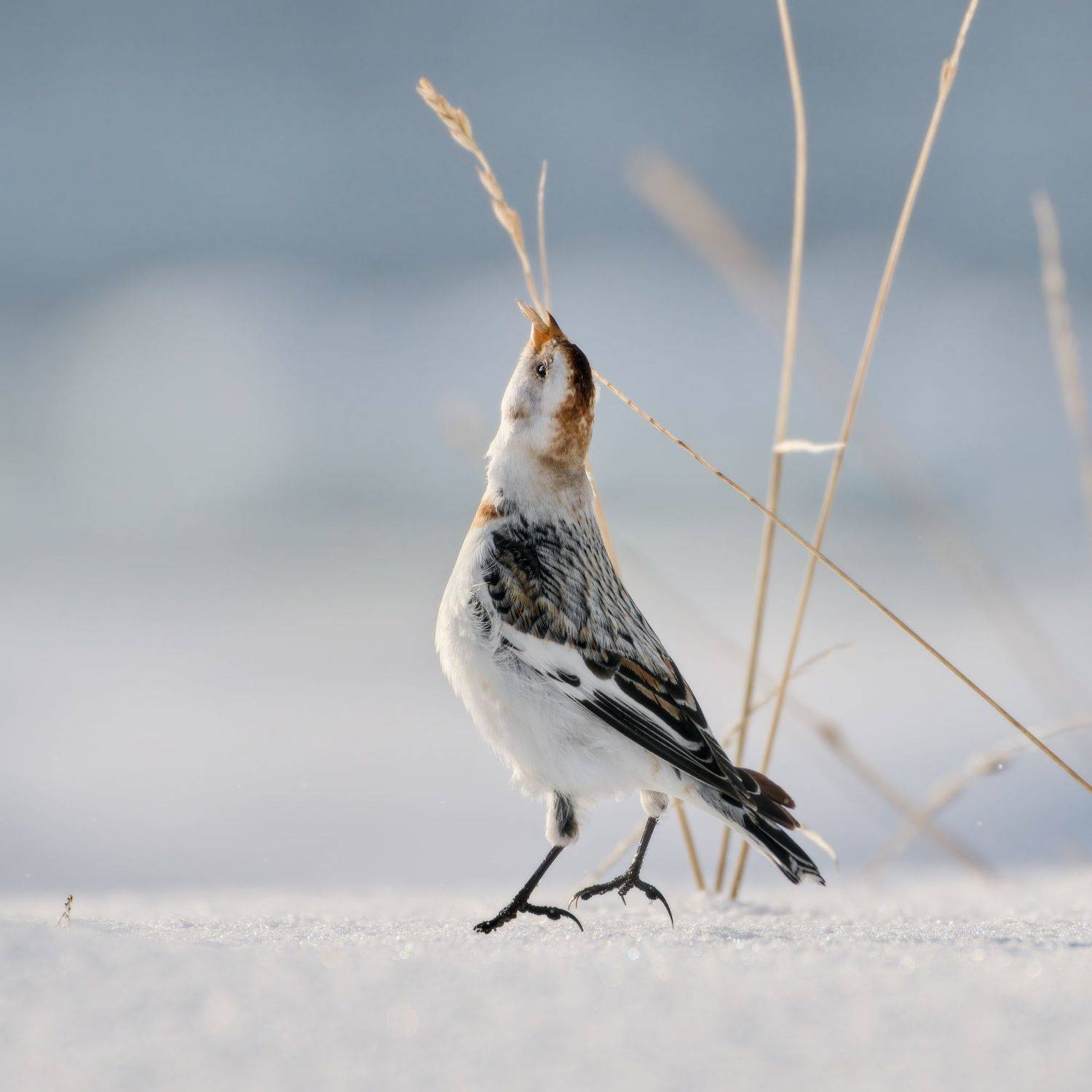 , Александр Семенов