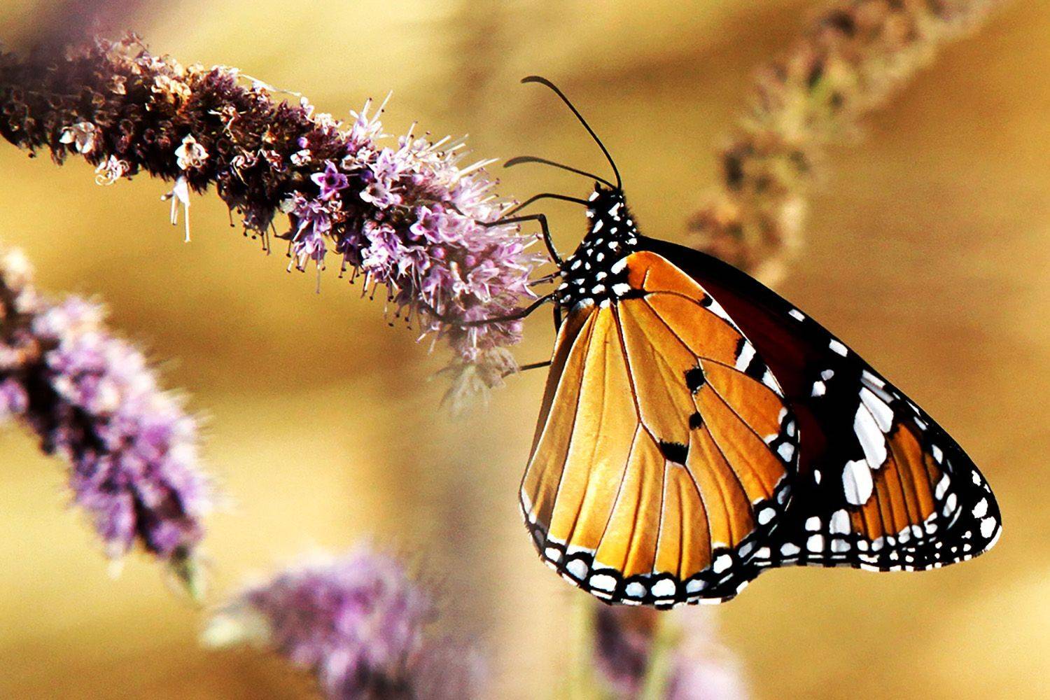 , mehdi karimi souderjani