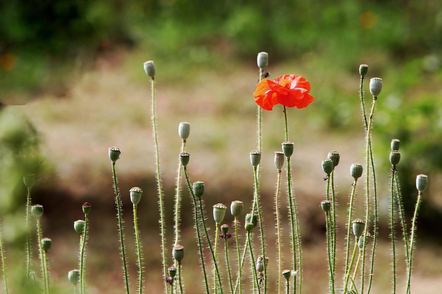 , mehdi karimi souderjani