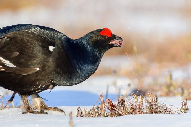 Тетеревиный ток. фото превью