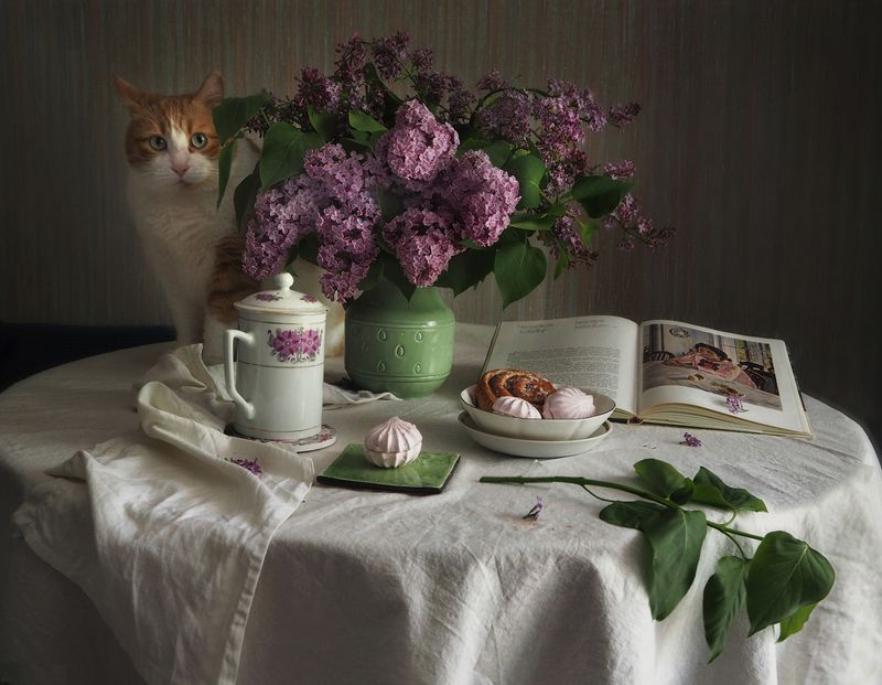 сирень, кот, книга, листья Сиреневое фото превью