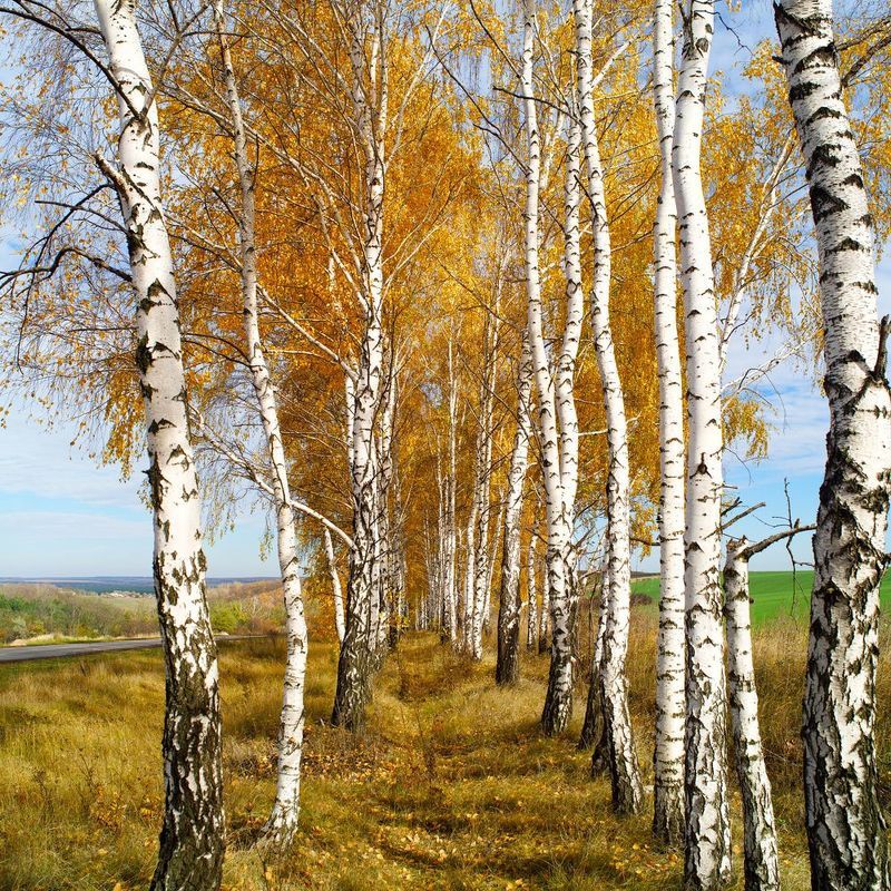 Осенние наряды фото превью