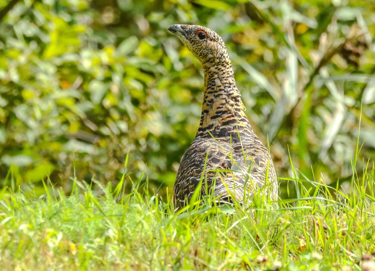 , Белоусов Михаил