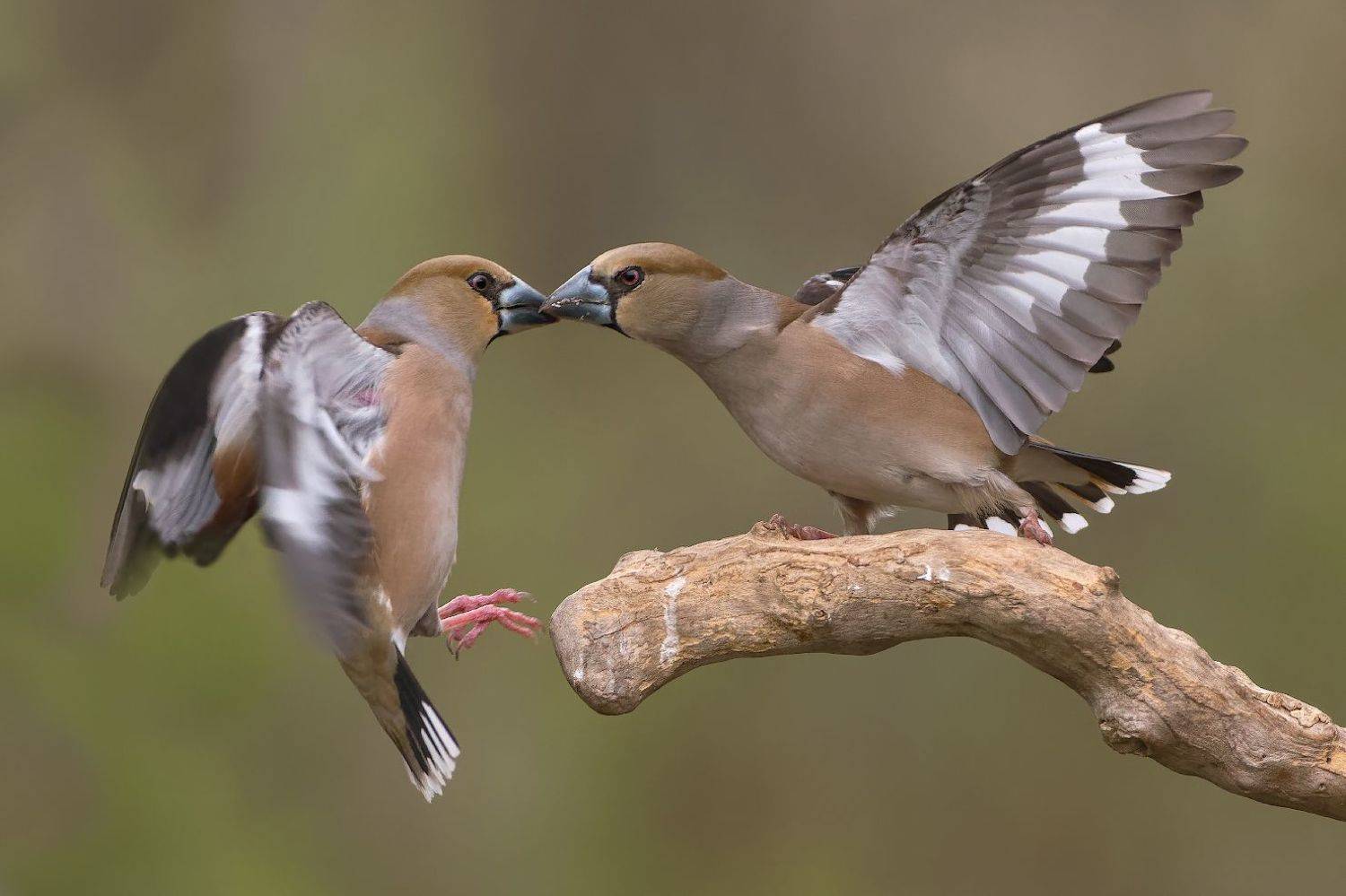 , Евгени Стефанов
