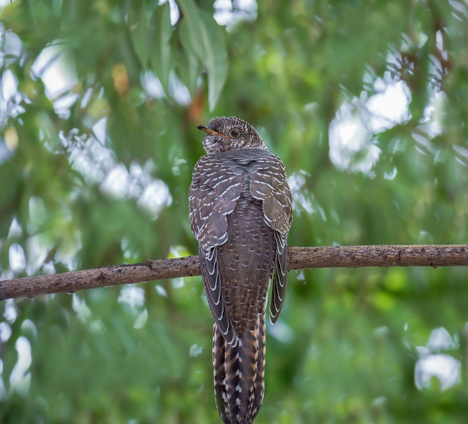 птица, кукушка, лес,, Марина Мочалова