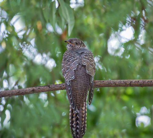 кукушечка..