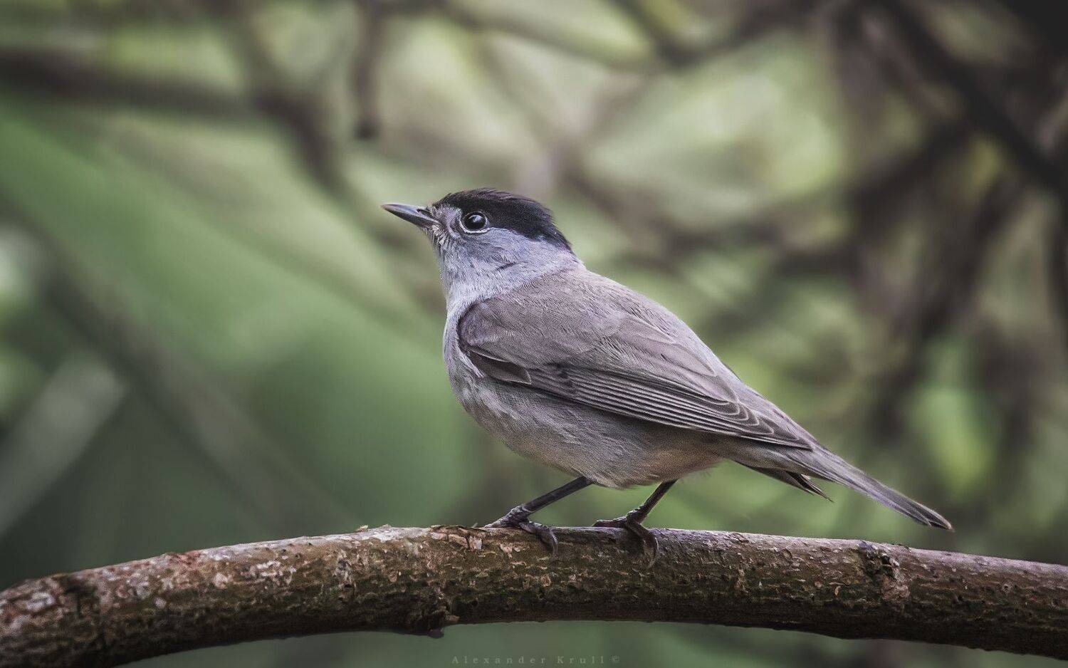 , Круль Александр