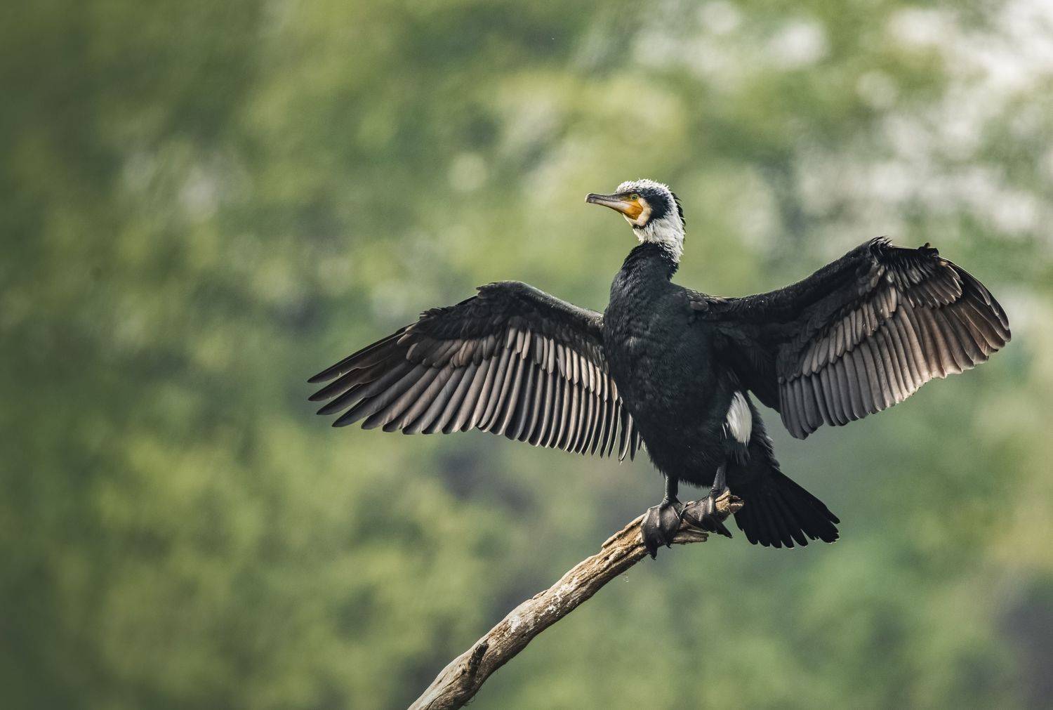 #birdphotography	 #birdsofinstagram	 #wildlifephotography	 #birds	 #naturephotography	 #bird	 #nature	 #wildlife	 #photography	 #birdwatching	 #natgeo	 #photooftheday	 #nikon	 #birding	 #naturelovers	 #canon	 #animals	 #birdlovers	 #travel	 #love	 #bestbi, Diganta Roy
