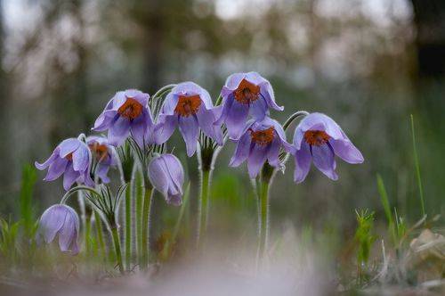 Хор на сцене