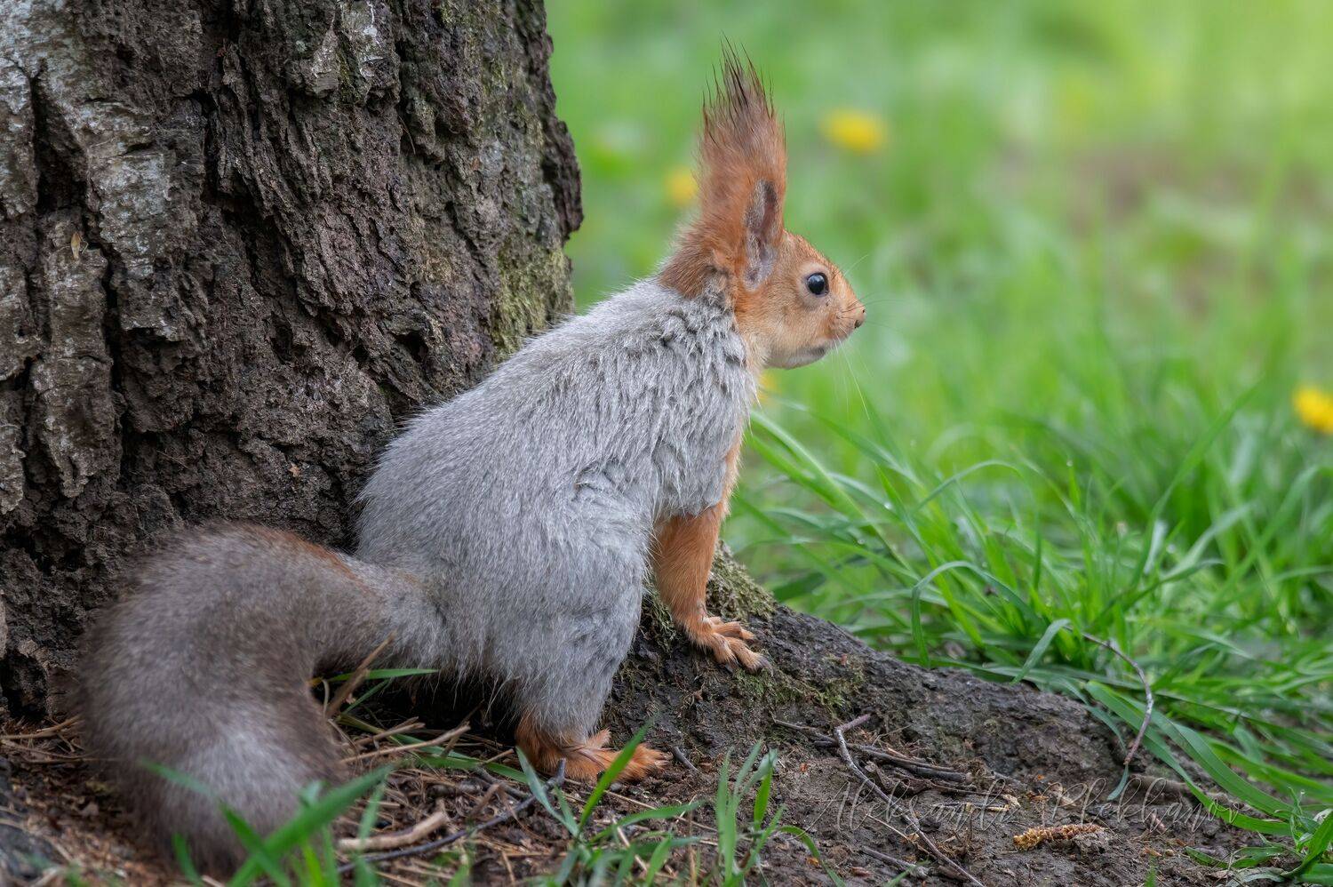 , Плеханов Александр