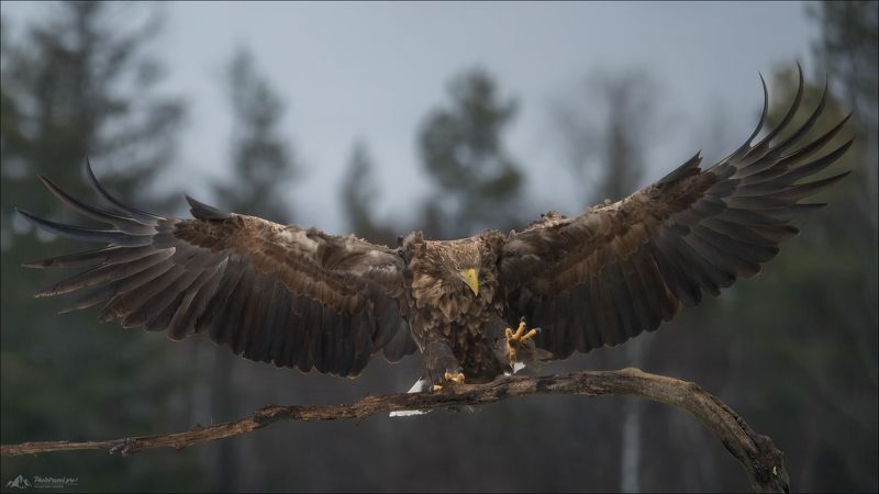 красный бор, фототур в красный бор, беларусь, орлан-белохвост, орлан, сероватень, haliaeetus albicilla, белохвостый орлан, white-tailed eagle, фотоохота MONTANA фото превью